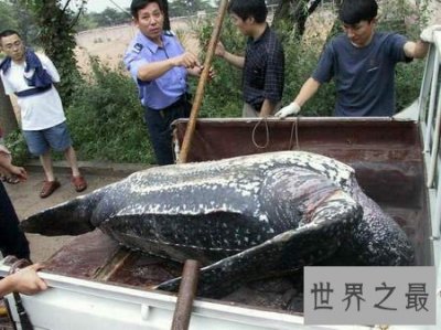 ​世界上最大的海龟