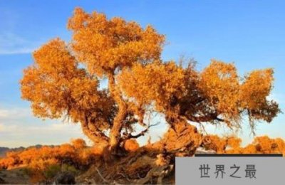 ​沙漠十大耐旱植物排行榜，胡杨排在第一名