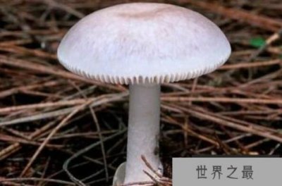 ​世界上最毒的十大蘑菇：死亡帽居魁首，外表却十分诱人