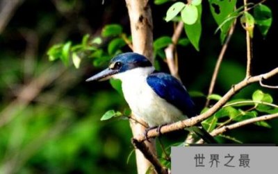 ​世界上最好看的鸟：白领翡翠浑身蓝白色，你见过吗？