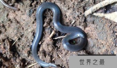 ​世界上最奇怪的蛇有两个头