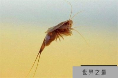 ​世界十大古老动物 蝌蚪虾长相丑陋，七鳃鳗会引起极度不适