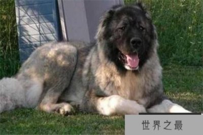 ​世界十大最凶悍猛犬 西藏獒犬上榜，比特犬异常凶猛