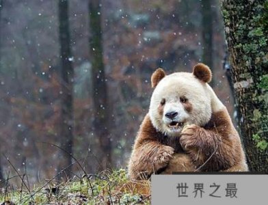 ​世界上唯一的棕色大熊猫被大熊猫接受了