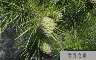 ​抗紫外线能力最强的植物：南欧黑松，直射635小时仍没事