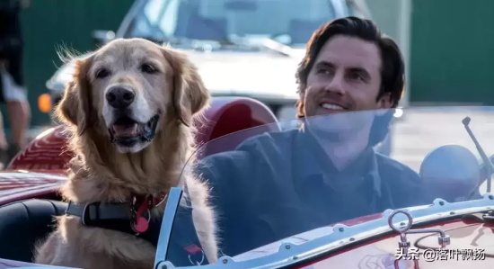 讲述狗狗的电影有哪些（16部狗狗的经典电影推荐）