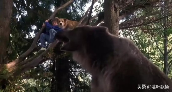 讲述狗狗的电影有哪些（16部狗狗的经典电影推荐）