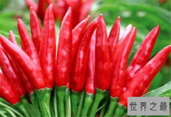 世界上最辣的十大辣椒，印度不丹毒椒竟然可以用来驱赶野兽