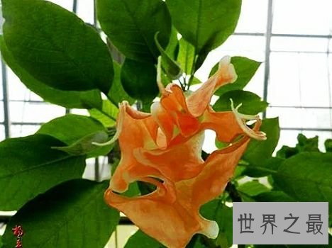 世界上毒性最强的十种植物,有一种是我们生活中非常的常见。