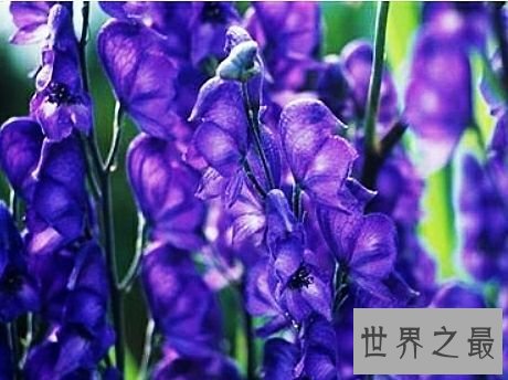 世界上毒性最强的十种植物,有一种是我们生活中非常的常见。