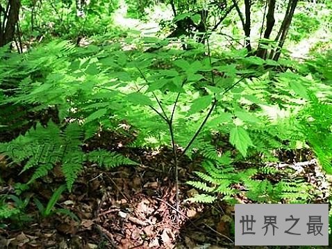 世界上毒性最强的十种植物,有一种是我们生活中非常的常见。