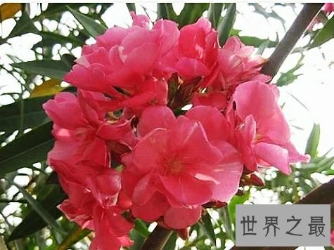 世界上毒性最强的十种植物,有一种是我们生活中非常的常见。