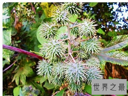 世界上毒性最强的十种植物,有一种是我们生活中非常的常见。