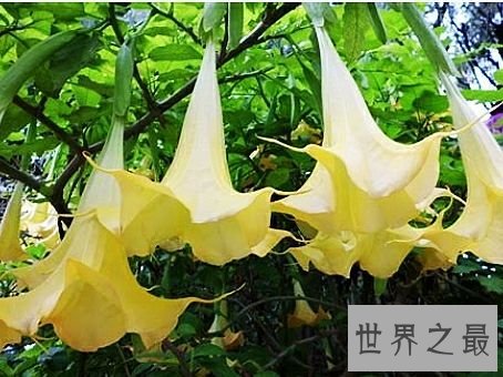 世界上毒性最强的十种植物,有一种是我们生活中非常的常见。