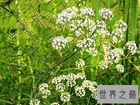 世界上毒性最强的十种植物,有一种是我们生活中非常的常见。