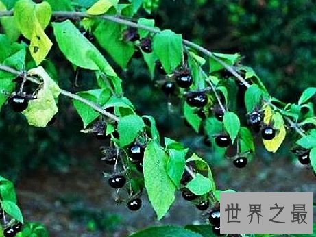 世界上毒性最强的十种植物,有一种是我们生活中非常的常见。