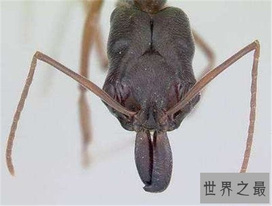 世界上攻击速度最快的动物,个头虽小但速度确是猎豹都比不上的