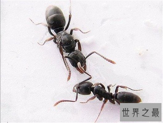 世界上攻击速度最快的动物,个头虽小但速度确是猎豹都比不上的