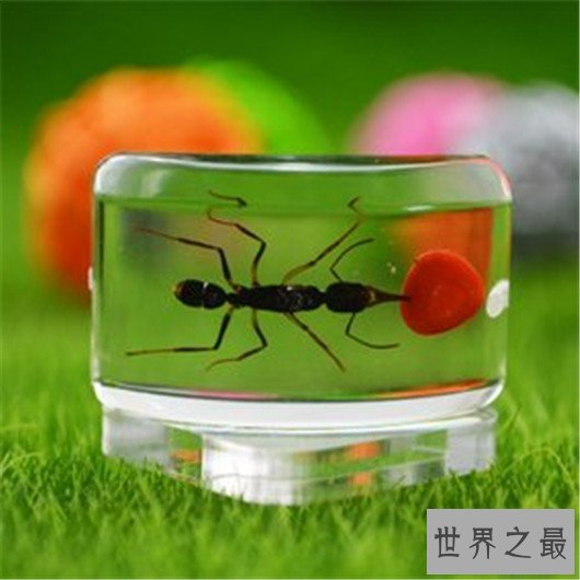 世界上攻击速度最快的动物,个头虽小但速度确是猎豹都比不上的