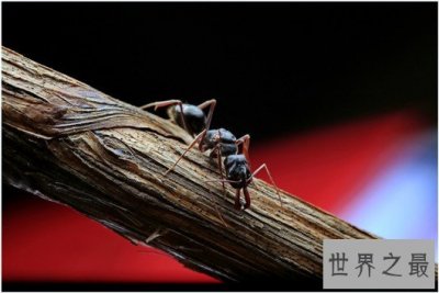 ​世界上攻击速度最快的动物，个头虽小但速度确是猎豹都比不上的