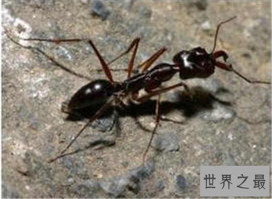 世界上攻击速度最快的动物,个头虽小但速度确是猎豹都比不上的