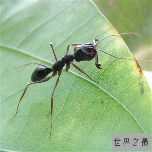 世界上攻击速度最快的动物,个头虽小但速度确是猎豹都比不上的