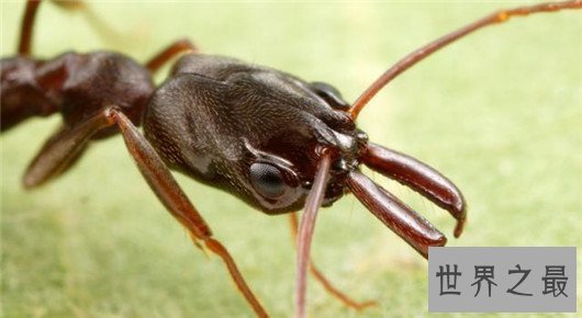 世界上攻击速度最快的动物,个头虽小但速度确是猎豹都比不上的