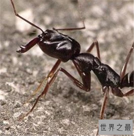 世界上攻击速度最快的动物,个头虽小但速度确是猎豹都比不上的