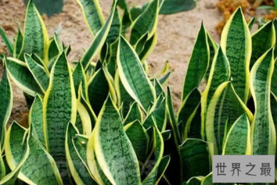 ​世界十大最奇特植物：千岁兰上榜，它能开出最大的花