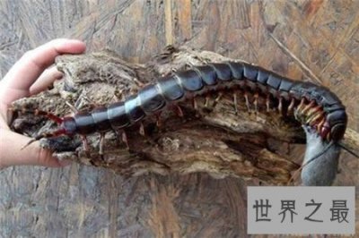 ​世界上最大的蜈蚣，你能想象它吃掉一只老鼠的样子吗？