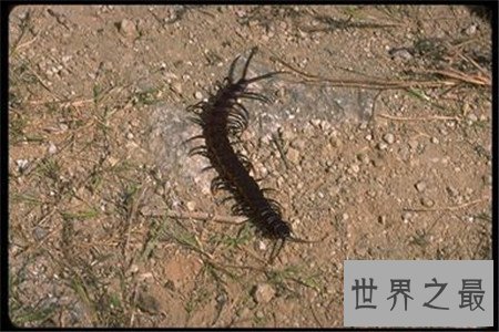 世界上最大的蜈蚣，你能想象它吃掉一只老鼠的样子吗？