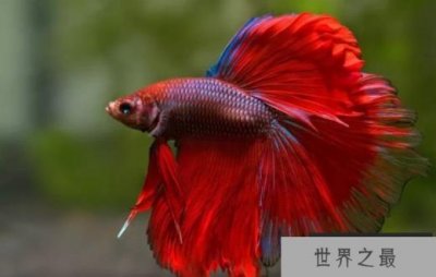 ​关于暹罗斗鱼的十大事实 暹罗斗鱼竟然可以呼吸空气！