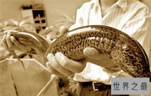 世界上最大的黄鳝，1.5米长重36斤，有成人小腿粗细
