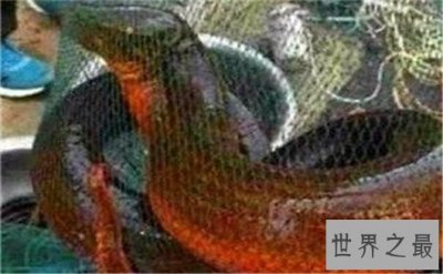 ​世界上最大的黄鳝，1.5米长重36斤，有成人小腿粗细