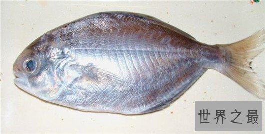 世界上最大的黄鳝，1.5米长重36斤，有成人小腿粗细