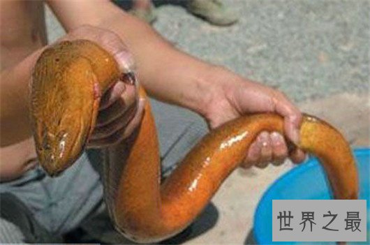 世界上最大的黄鳝，1.5米长重36斤，有成人小腿粗细