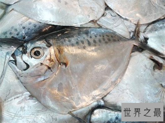 世界上最大的黄鳝，1.5米长重36斤，有成人小腿粗细