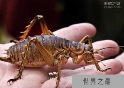 ​世界上最大的昆虫巨沙螽：老鼠见到它都拐弯