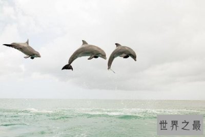 ​盘点十大睡觉时间最短的动物，非洲象上榜，第一是微笑天使