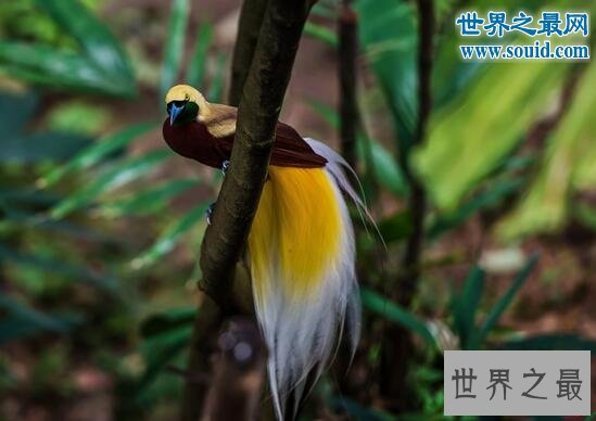 最美丽的动物,极乐鸟(通往天堂的飞鸟)