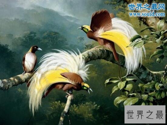 最美丽的动物,极乐鸟(通往天堂的飞鸟)