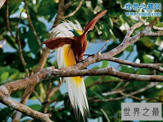最美丽的动物,极乐鸟(通往天堂的飞鸟)