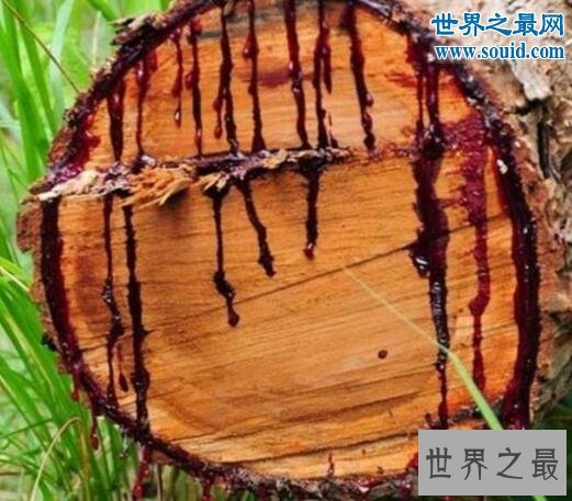 最奇特的树,千年树妖龙血树(会流血)
