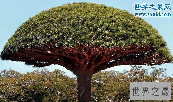 最奇特的树,千年树妖龙血树(会流血)