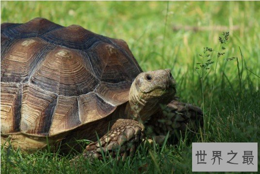 世界上最大千年老龟,一只长达2.6米重达916公斤的老龟