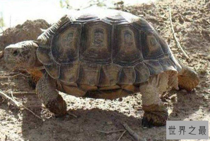 世界上最大千年老龟,一只长达2.6米重达916公斤的老龟
