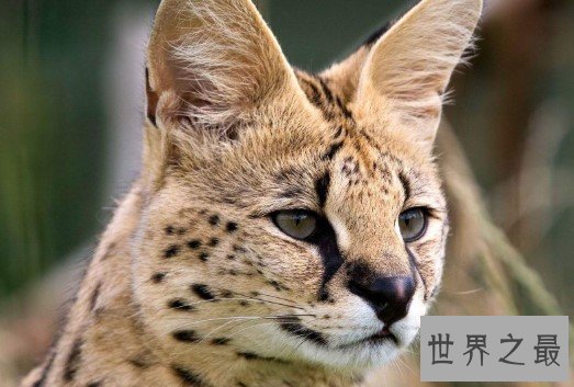 世界最贵的猫,价格都是100万往上