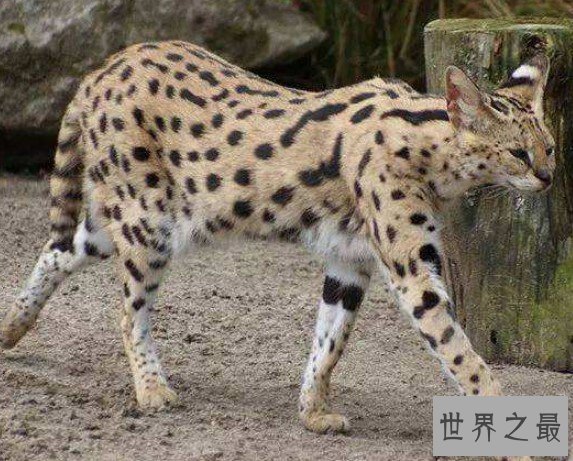世界最贵的猫,价格都是100万往上