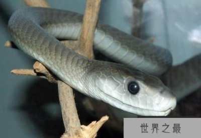 ​世界上速度最快的蛇是什么蛇？黑曼巴蛇