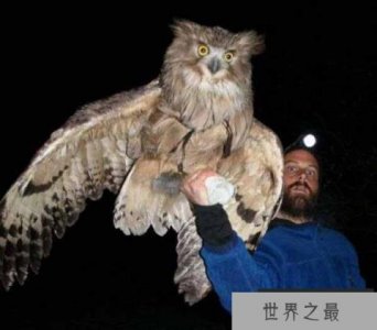 ​世界上最大的猫头鹰，毛腿鱼鸮体长可达77cm